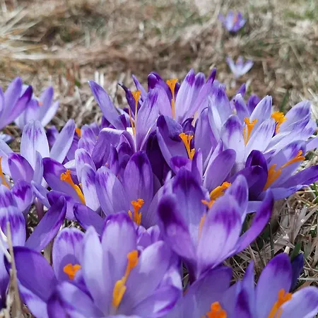 Goralska Przy Dolinie Chocholowskiej - Goraca Balia Apartmán Witów