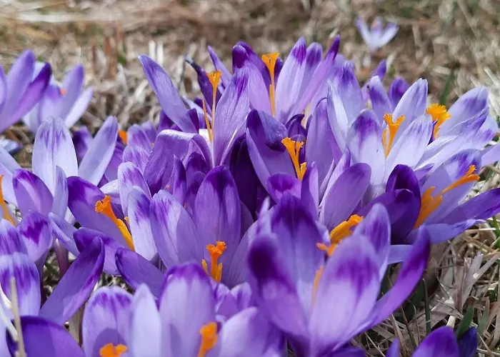 Góralska Przy Dolinie Chochołowskiej Apartamento Witów